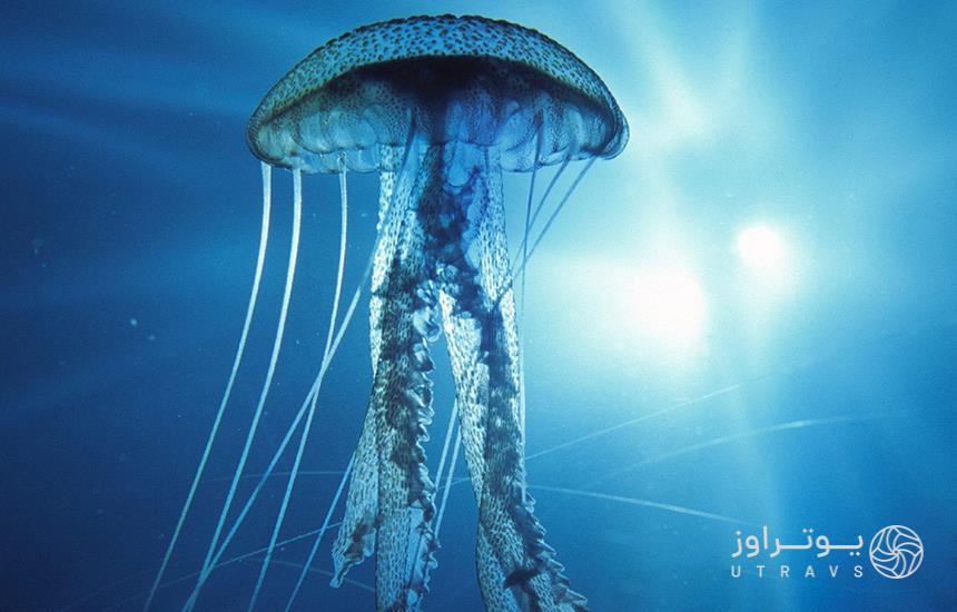 Jellyfish In Sea Life Aquarium
